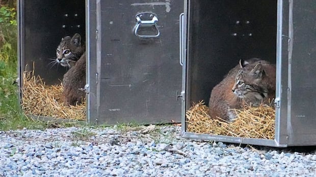 Bobcat sisters released into wild near Powell River, B.C., 10 months after being found [Video]