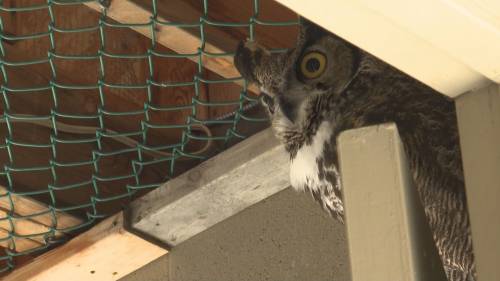 Raptor Rehab Centre to open to public for one day only [Video]