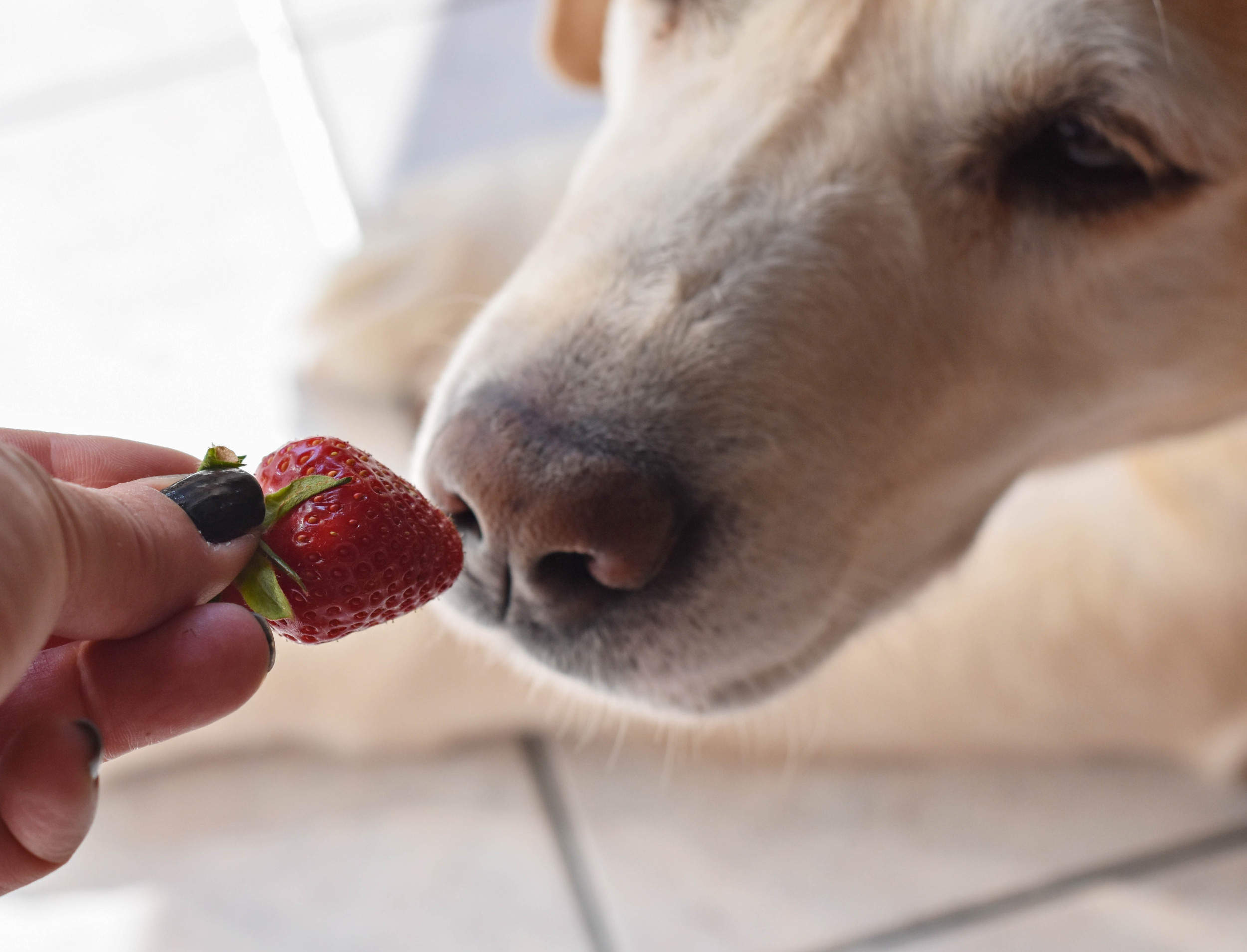 Internet Can’t Cope With Labrador’s Reaction to First Ever Strawberry [Video]