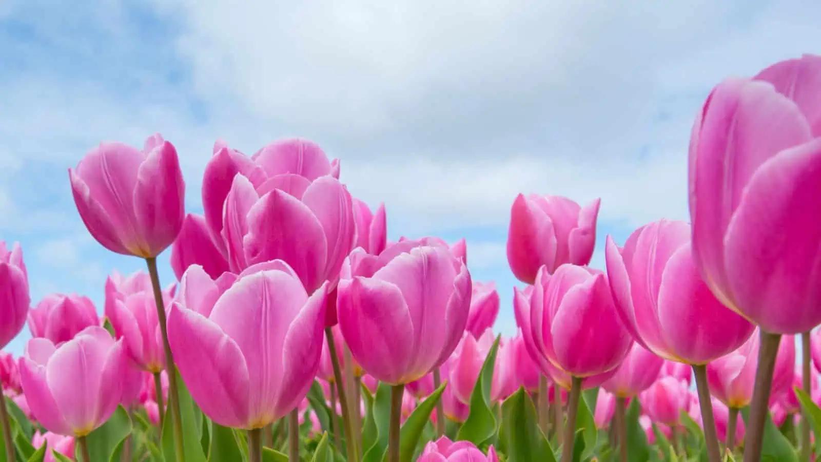 GTA’s largest tulip festival opening on Ontario farm next week [Video]
