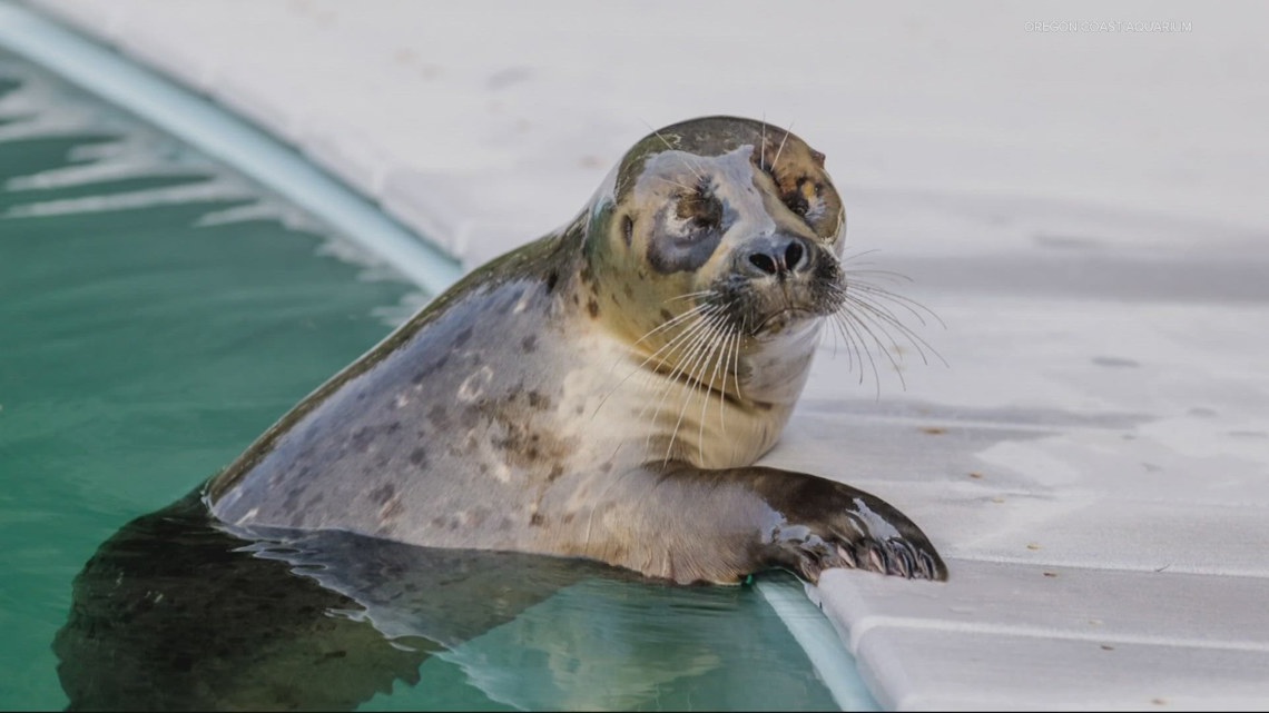 Pacific harbor seal settles in at Oregon Coast Aquarium [Video]