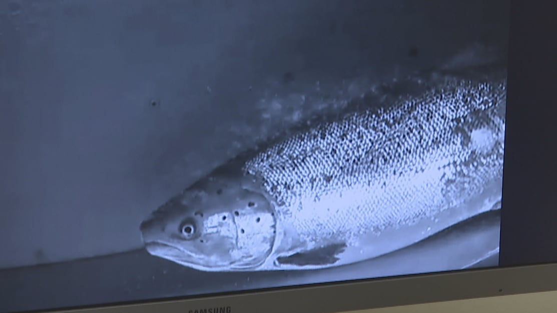 P.E.I. watershed group hopes fish like this are ready for a close-up, in the name of science [Video]