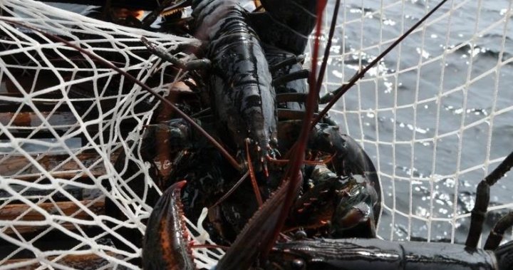 Lobster fishers raise alarm about low Canadian prices, some giving up on season [Video]