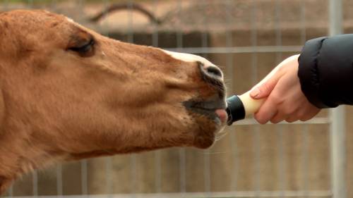 Nova Scotia horse born with cognitive disorder defying the odds [Video]