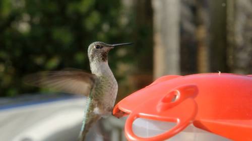 New Brunswick birdwatchers excited to see hummingbirds return [Video]