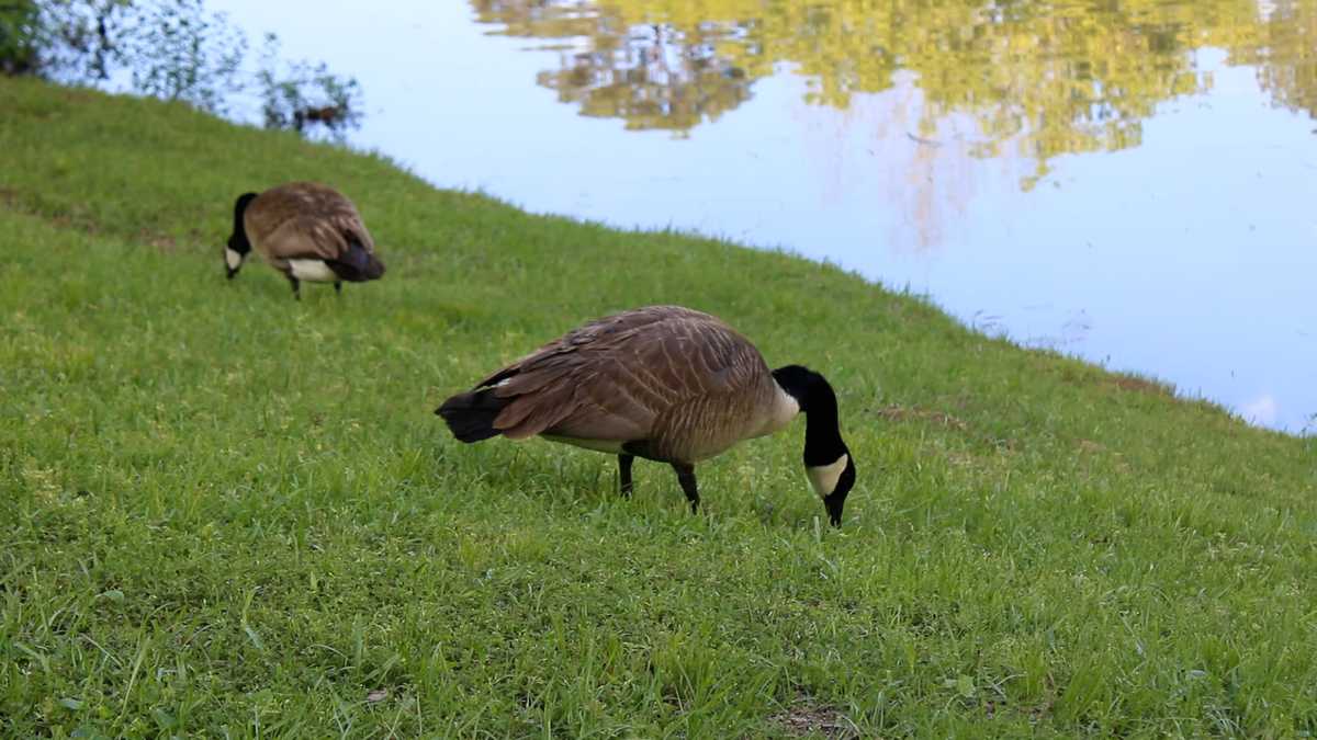 How our feathered neighbors are comfortable living in such populated areas [Video]