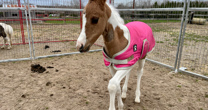 Horse with cognitive disorder defies odds thanks to generosity of strangers – Halifax [Video]