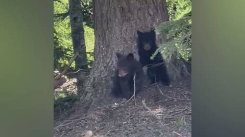 Black bear killed in Whistler leaves behind three cubs [Video]