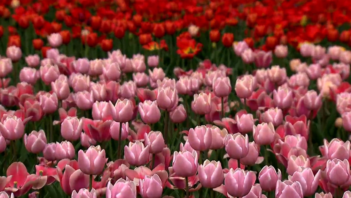 The origins of the Canadian Tulip Festival [Video]