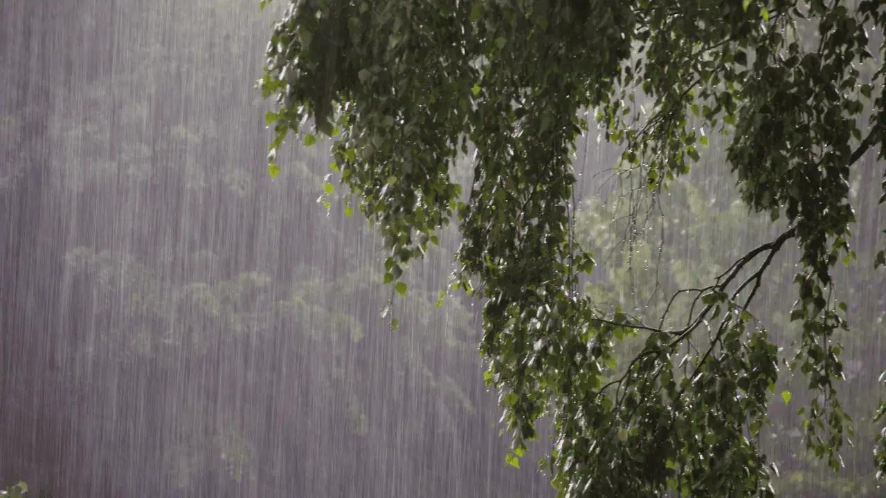 Thunderstorm risk and heavy rain heading for parts of Ontario this weekend [Video]