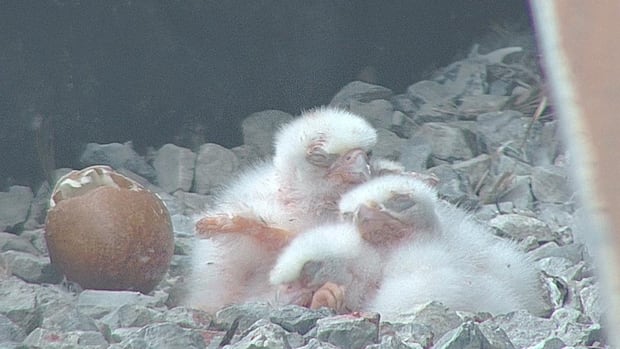 Busy weekend at downtown nest as 4 peregrine falcon chicks hatch [Video]