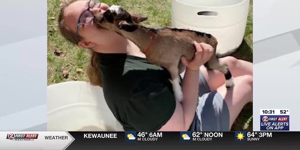 Students snuggle with baby goats ahead of finals week [Video]