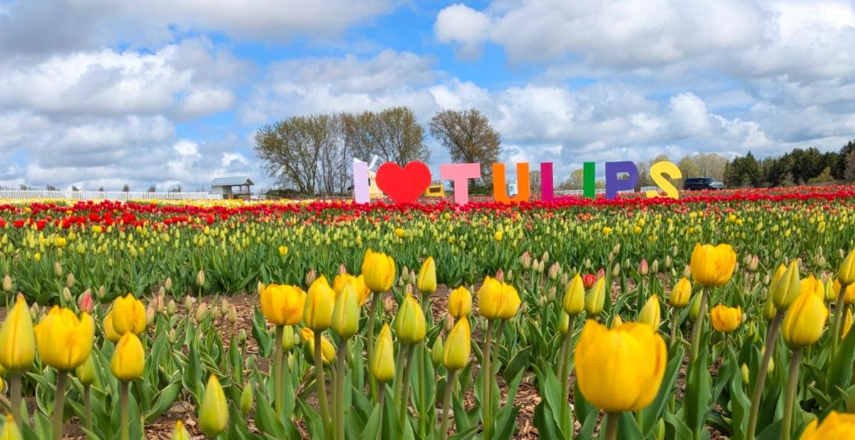 Tulip Days opens Thursday at popular Ontario farm market [Video]