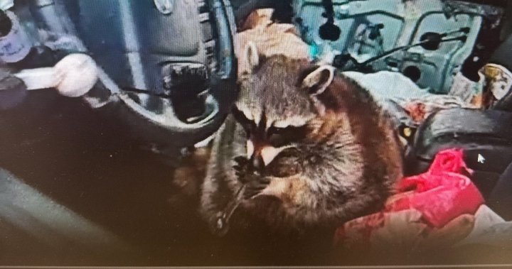 Pet raccoon holding a meth pipe in drivers seat surprises Ohio police – National [Video]
