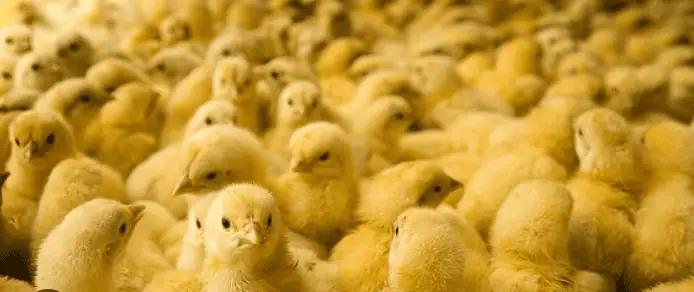 Hoax about 45,000 stolen baby chicks leads to fraud charge for Ontario man, police say [Video]