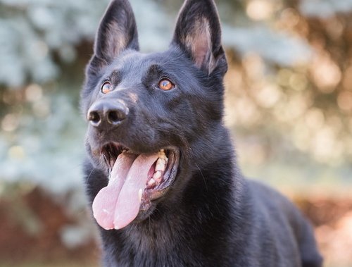 Police dog stabbed, seriously injured by man in distress in Richmond – BC [Video]