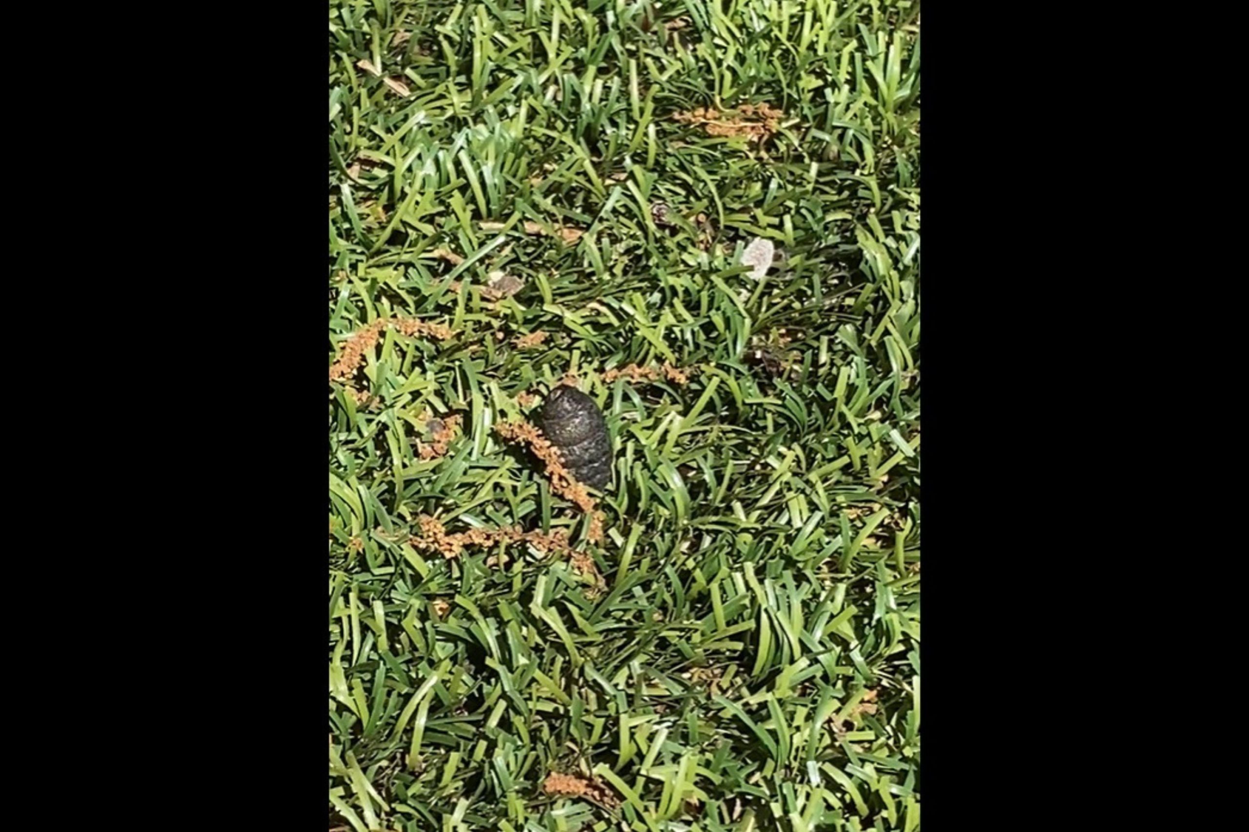 Horror at What’s Found Moving Around in Yard: ‘That Thing Is Huge’ [Video]