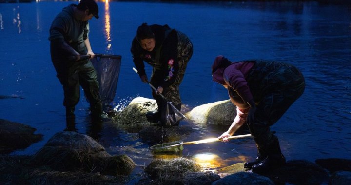 Baby eel fisher calls for enforcement against illegal harvesting on N.S. river – Halifax [Video]