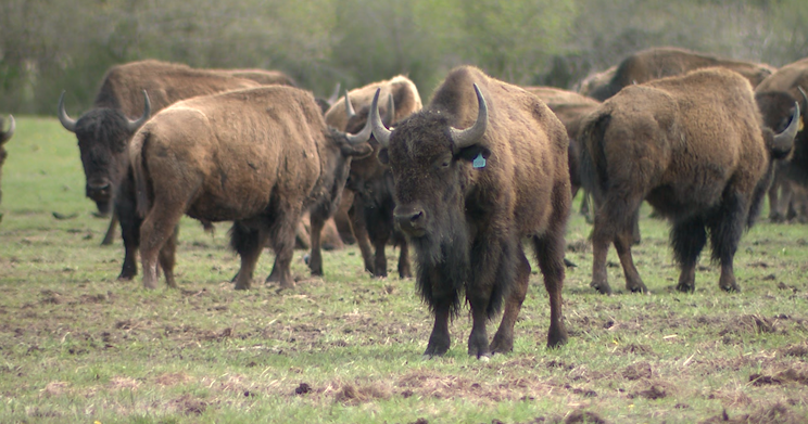 Kalispel Tribe’s buffalo herd represents cultural renewal and growth | Lifestyle [Video]