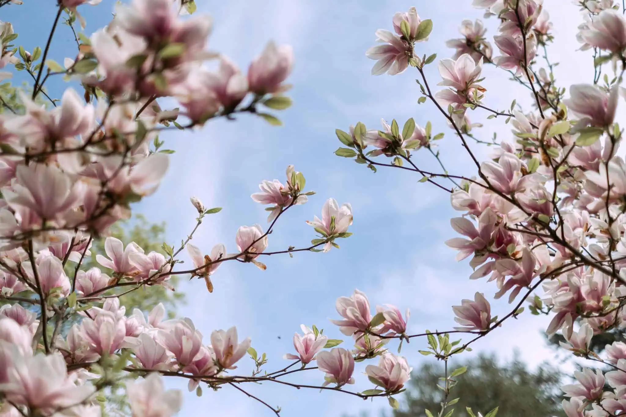 Warm, sunny Mother’s Day weekend forecast for southern Ontario [Video]