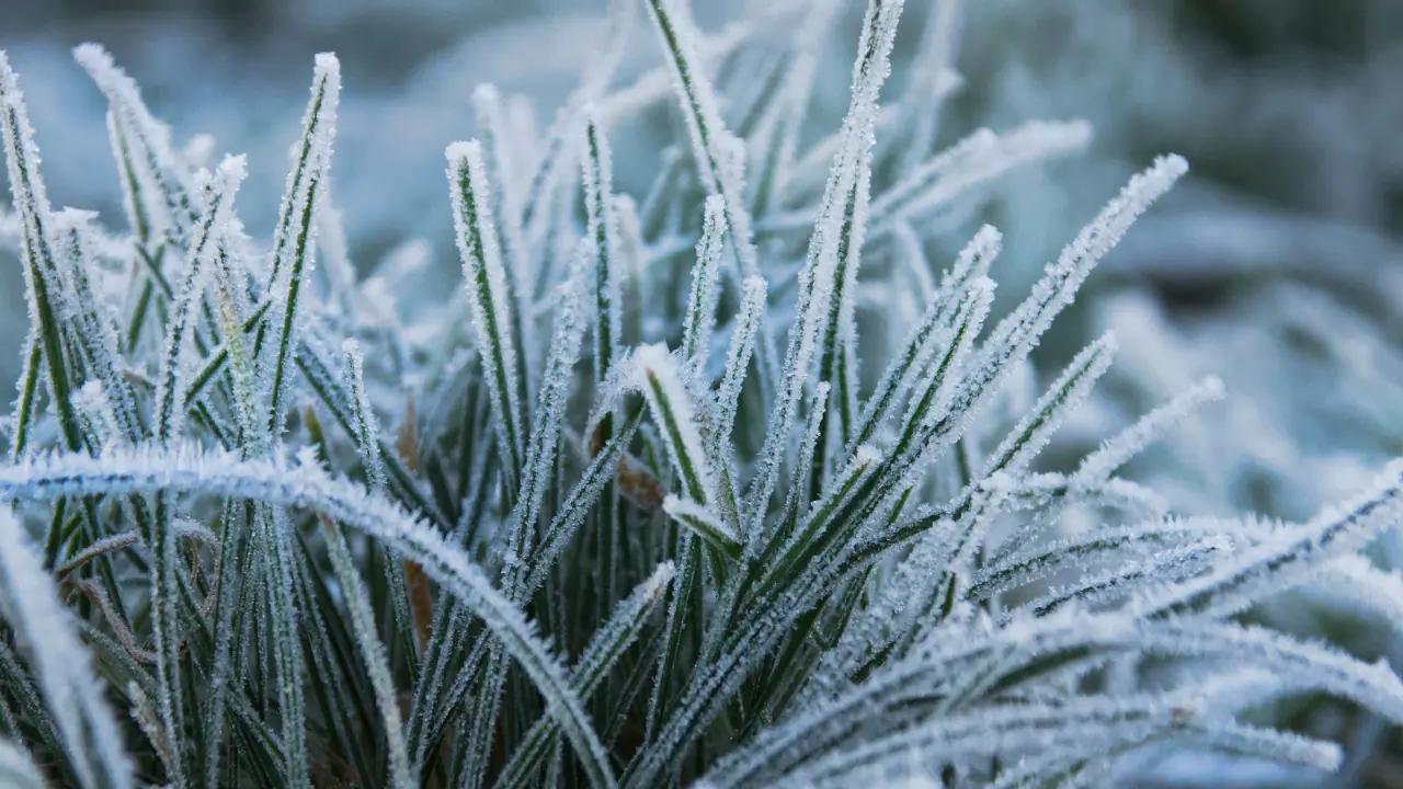 Frost advisory issued for part of southern Ontario [Video]