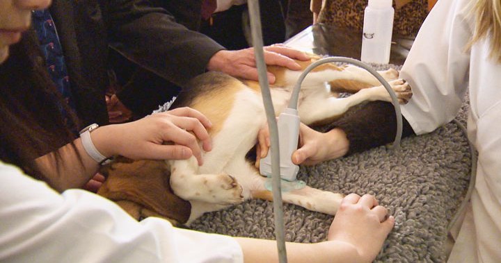Saskatchewan veterinarians are drowning in appointments [Video]