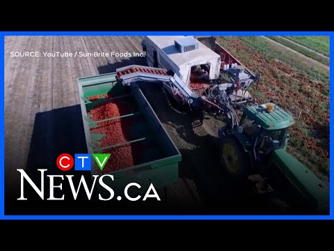 Major Canadian food company says Canada tariff strategy will raise food prices [Video]
