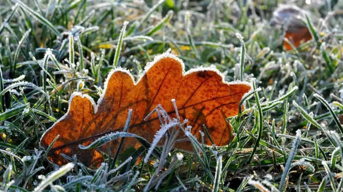 May 9 weather: Sunny skies with more frost risk in southern Ontario [Video]