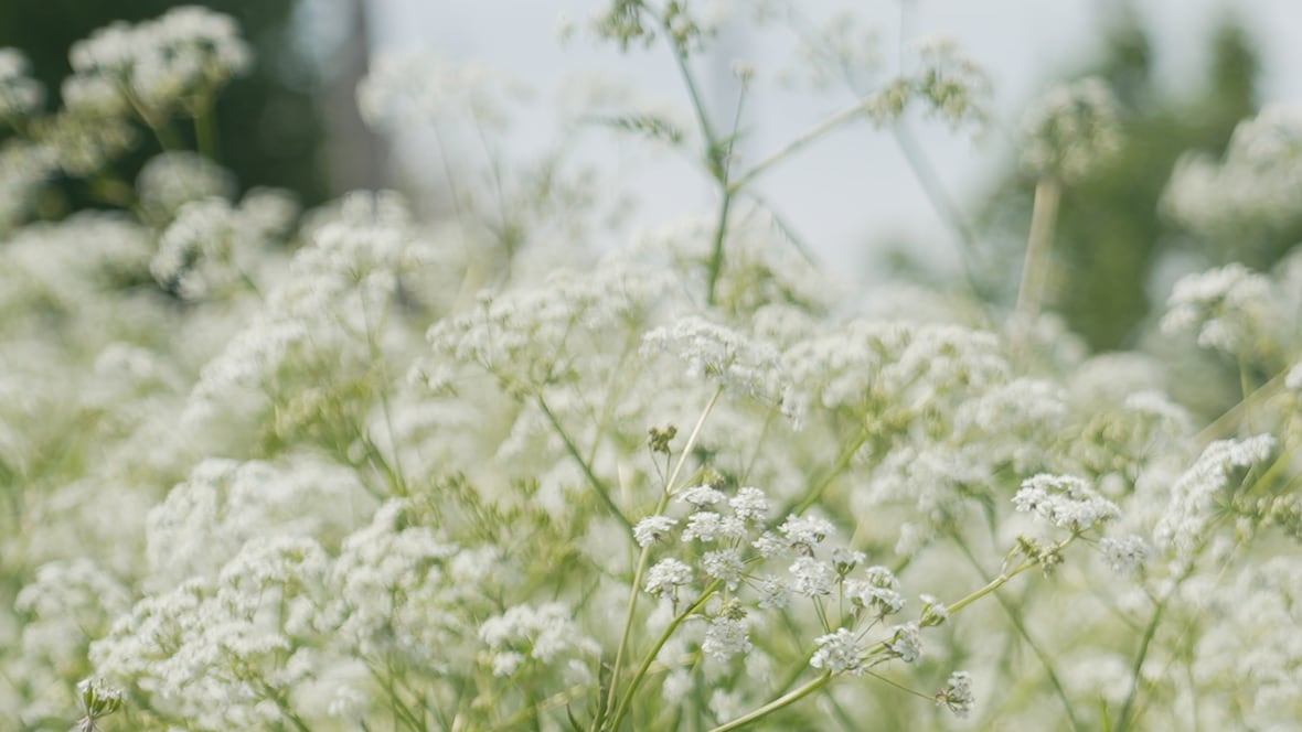 Your allergies are about to get worse [Video]