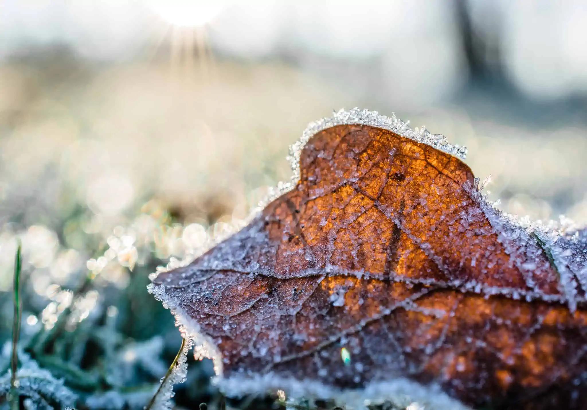 New frost advisory issued for part of southern Ontario [Video]