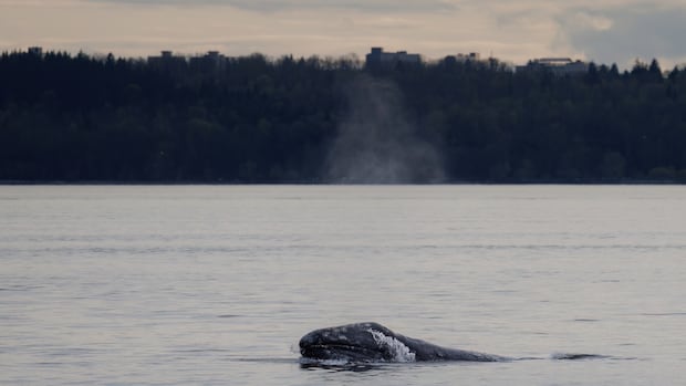 Grey whale Little Patch mesmerizes, sparks connection in Metro Vancouver [Video]