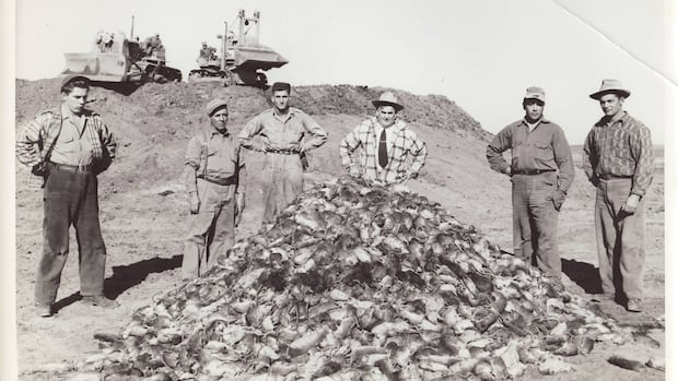 75 years of Alberta’s mission to keep rats at bay [Video]