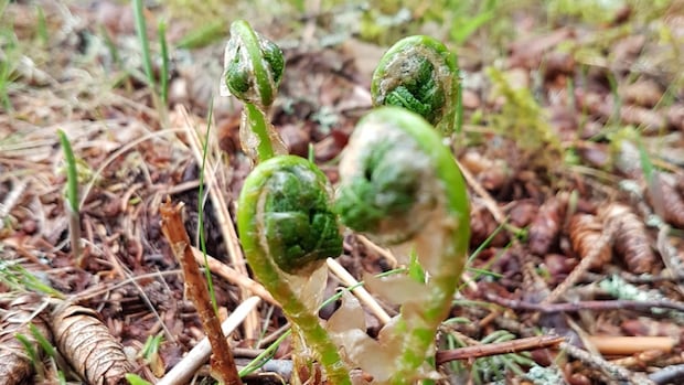 P.E.I.’s spring vegetation presents opportunity for foragers, says biologist [Video]