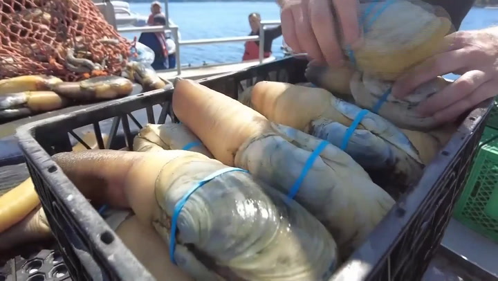 Trumps tariff war risks American geoduck clams as a Chinese delicacy | News [Video]