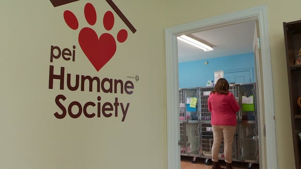 P.E.I. Humane Society’s surgical suite back on track after Canadian providers found [Video]
