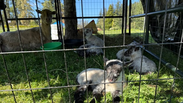 ‘Rare’ quintuplet lamb birth awes Saanich community ahead of Mother’s Day [Video]