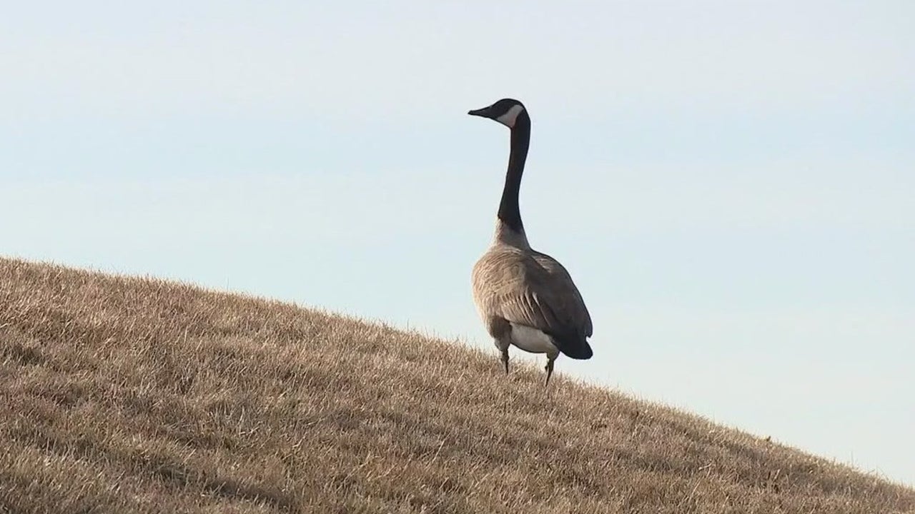 Michigan goose gassing plan paused [Video]