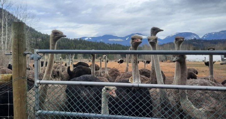 Ostrich cull ordered on B.C. farm over avian flu concerns, owners heartbroken [Video]