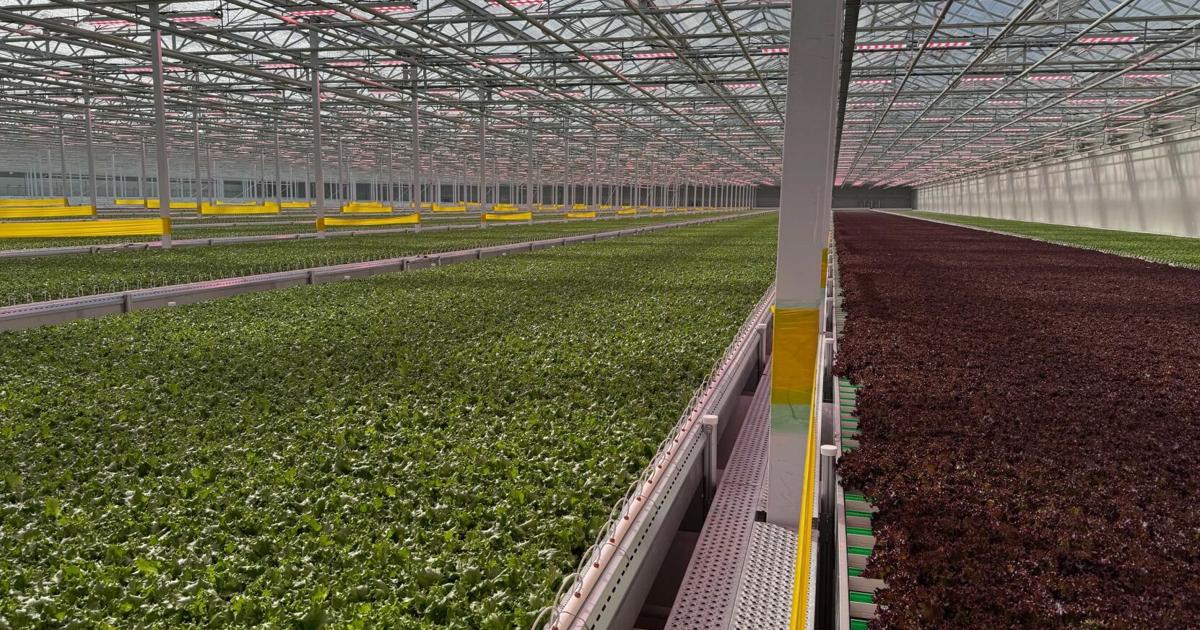 The demand for sustainable and locally grown leafy greens drives the launch of automated greenhouse operations in Canada. | PR Newswire [Video]