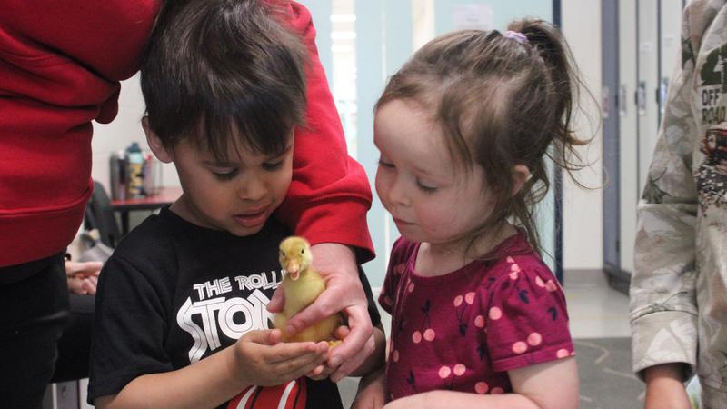 Making some new peeps: duck launch program turns 25 [Video]