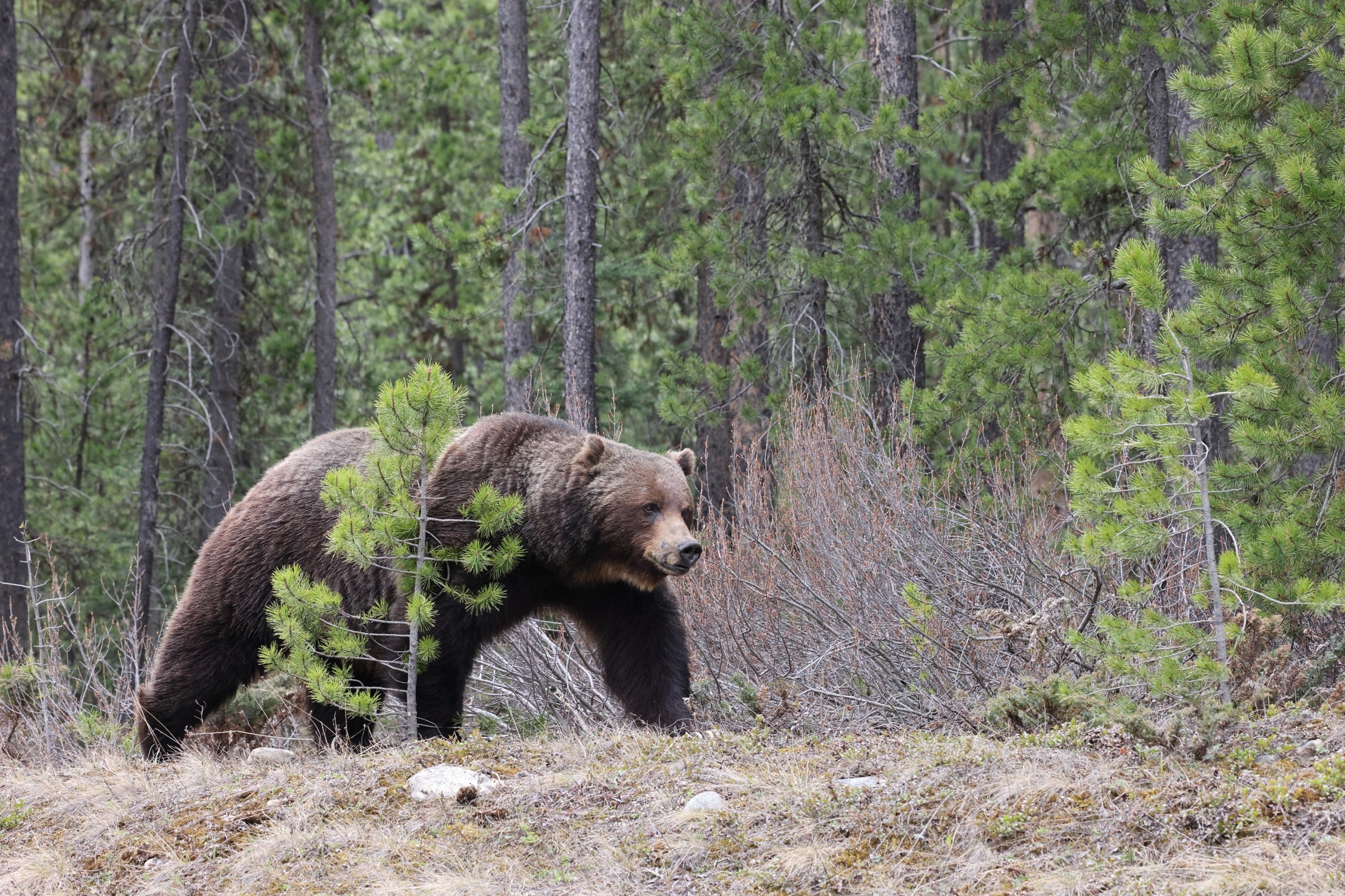 Hiker Takes Trail up Rocky MountainsThen a Grizzly Bear Follows [Video]