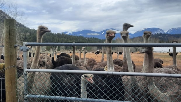 B.C. premier ‘frustrated’ CFIA isn’t showing ‘flexibility’ on ostrich cull, landfill refuses to take carcasses [Video]