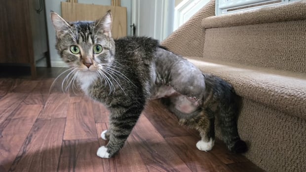Edmonton six-legged cat on the mend after surgery [Video]