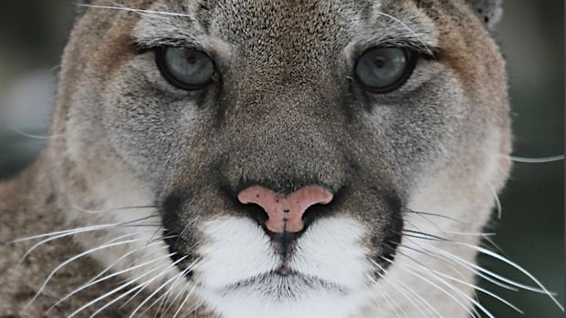 Cougar on the prowl in Saanich