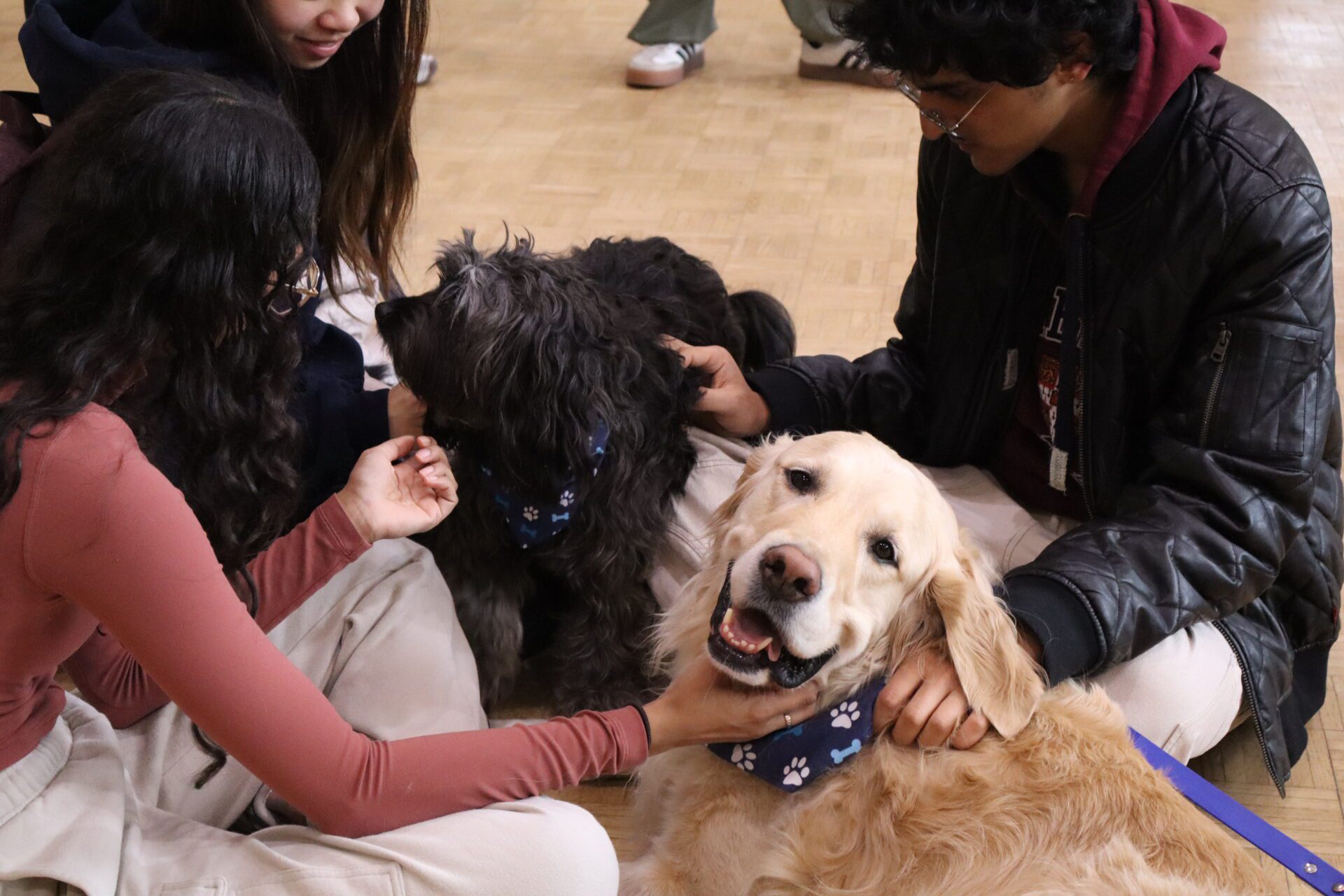 The paw-some truth behind why dogs are people’s best friends [Video]
