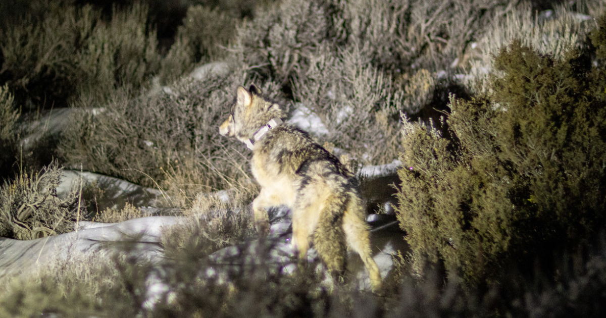 Fourth wolf translocated from Canada to Colorado dies in NW area of the state [Video]