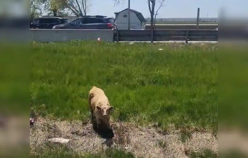 VIDEO: Cows on highway cause heavy delays in Ontario, police say [Video]