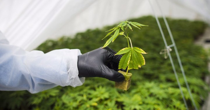 Ford government to overhaul how cannabis stores look in Ontario [Video]