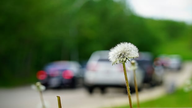 Seasonal allergies are getting worse, but newer medications could offer relief [Video]