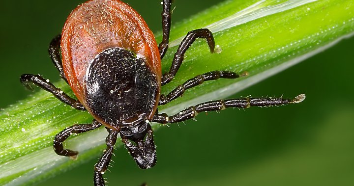Tick season is back. How to stay safe around these risky bloodsuckers – National [Video]